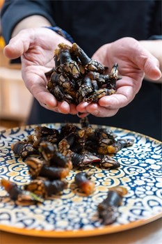 Barnacle - Image 1